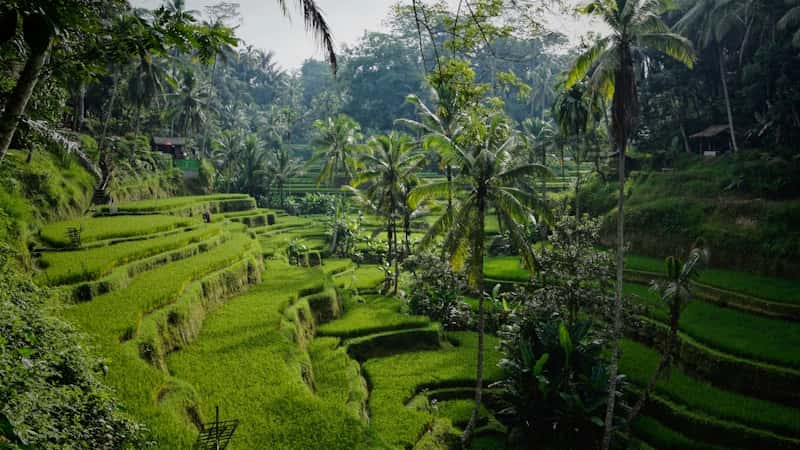 Pemandangan Simalungun